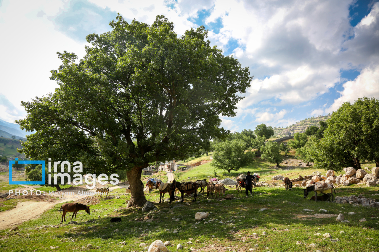 زندگی عشایری