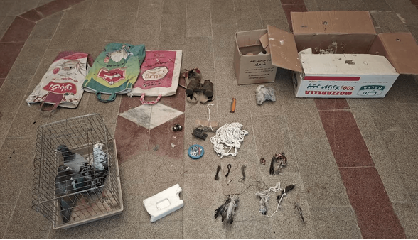 شکارچیان پرندگان شکاری در دام قانون افتادند