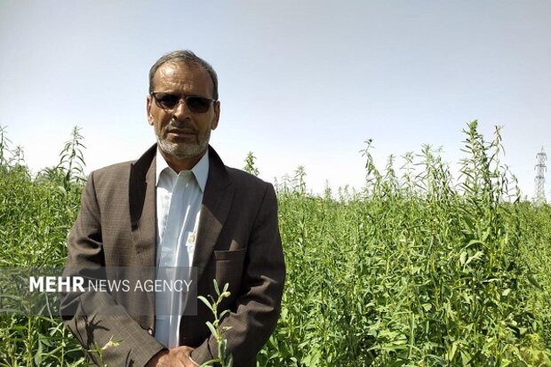 برداشت چین دوم حنا در قطب تولید حنای کشور به پایان رسید