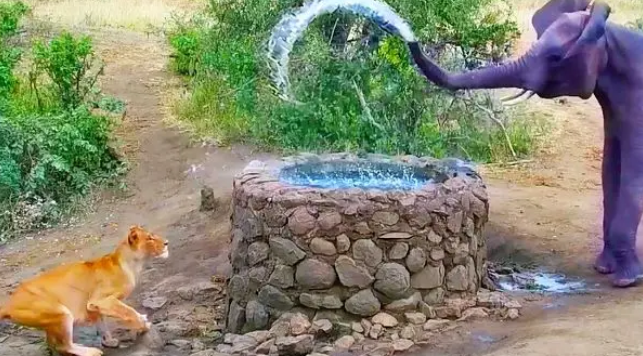 نمایش قدرت فیل؛ پاشیدن آب بر گله شیرها