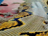   تصاویر دیدنی از پوست‌اندازی یک مار عظیم‌الجثه