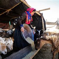 انحلال یا ادغام سازمان امور عشایر، ضربه‌ خاموش به تولید ملی