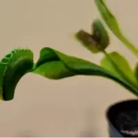 گیاهان گوشتخوار مغز ندارند؛ پس چگونه حشرات را با دقت بالا به دام می‌اندازند؟