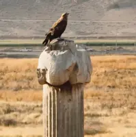 شاهین بر روی ستون کاخ آپادانا در تخت جمشید