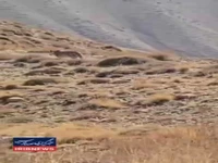 مشاهده پلنگ ایرانی در ارتفاعات فیروزکوه