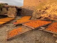 شهر پشت بام های طلایی، پایتخت آلوی ایران