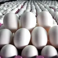 علت افزایش قیمت تخم مرغ چه بود؟