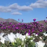 صحرای آتاکاما با فرشی از گل شکوفا شد