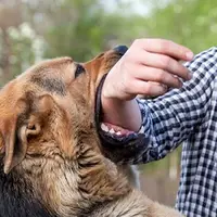 افزایش ۱۰ درصدی حیوان‌گزیدگی در اصفهان