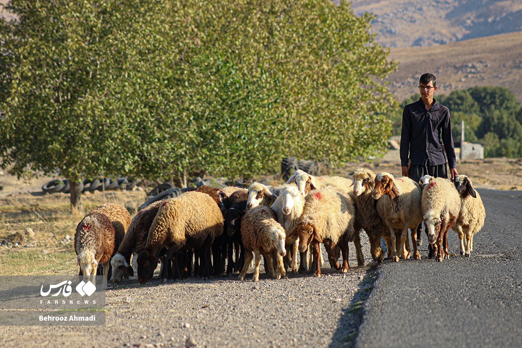 زندگی عشایر کرمانشاه