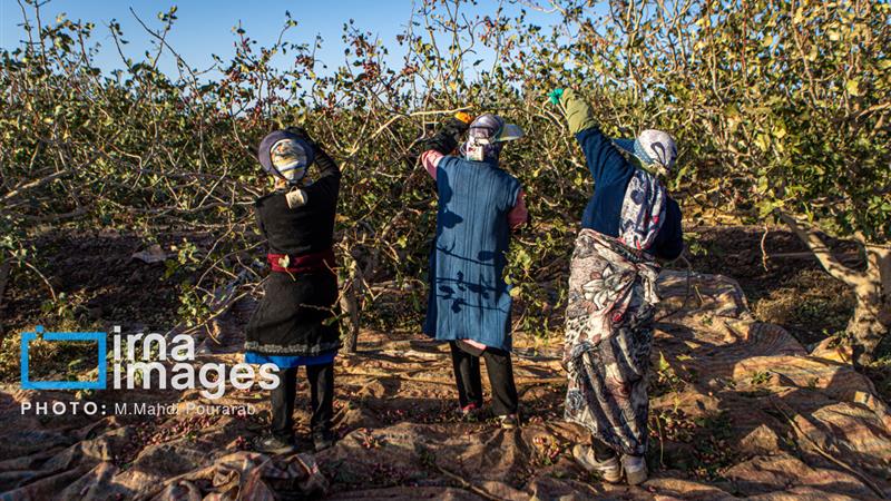 ۹۴ هزار تن خرید تضمینی و توافقی محصولات کشاورزی البرز