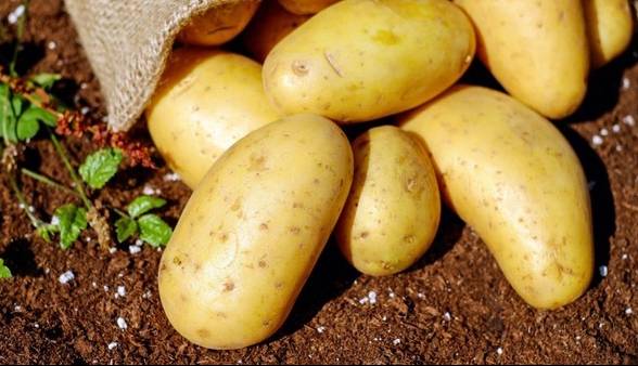 آغاز برداشت سیب‌زمینی از مزارع آذربایجان‌غربی
