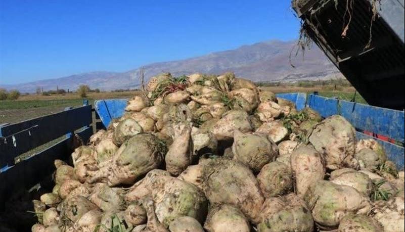 برداشت ۱۲۰ هزار تن چغندر قند از مزارع چهارمحال و بختیاری