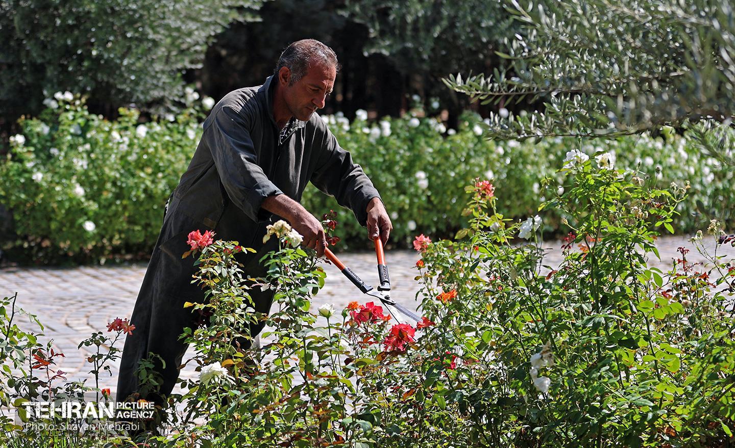 عملیات احیای پارک جنگلی چیتگر