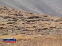 گشت و گذار پلنگ ایرانی در ارتفاعات فیروزکوه