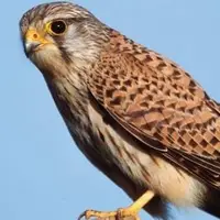 کشف ۱۱ پرنده زنده از شکارچی متخلف در بستک