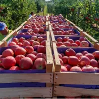 پیش بینی برداشت ۱ میلیون تُن سیب از باغات آذربایجان غربی