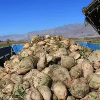 برداشت ۱۲۰ هزار تن چغندر قند از مزارع چهارمحال و بختیاری