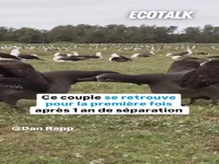 رقص عاشقانه آلباتروسهای پا سیاه؛ پیوندی برای تمام عمر