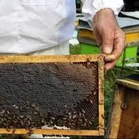 افزایش ۱۰ درصدی تولید عسل در آذربایجان شرقی