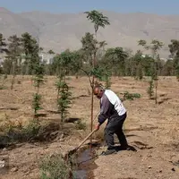 عملیات احیای پارک جنگلی چیتگر