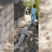 زنده‌گیری یک سر تمساح سرگردان در اطراف مناطق مسکونی