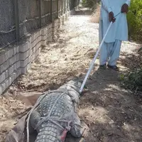 مشاهده یک تمساح سرگردان در مناطق مسکونی سیستان و بلوچستان