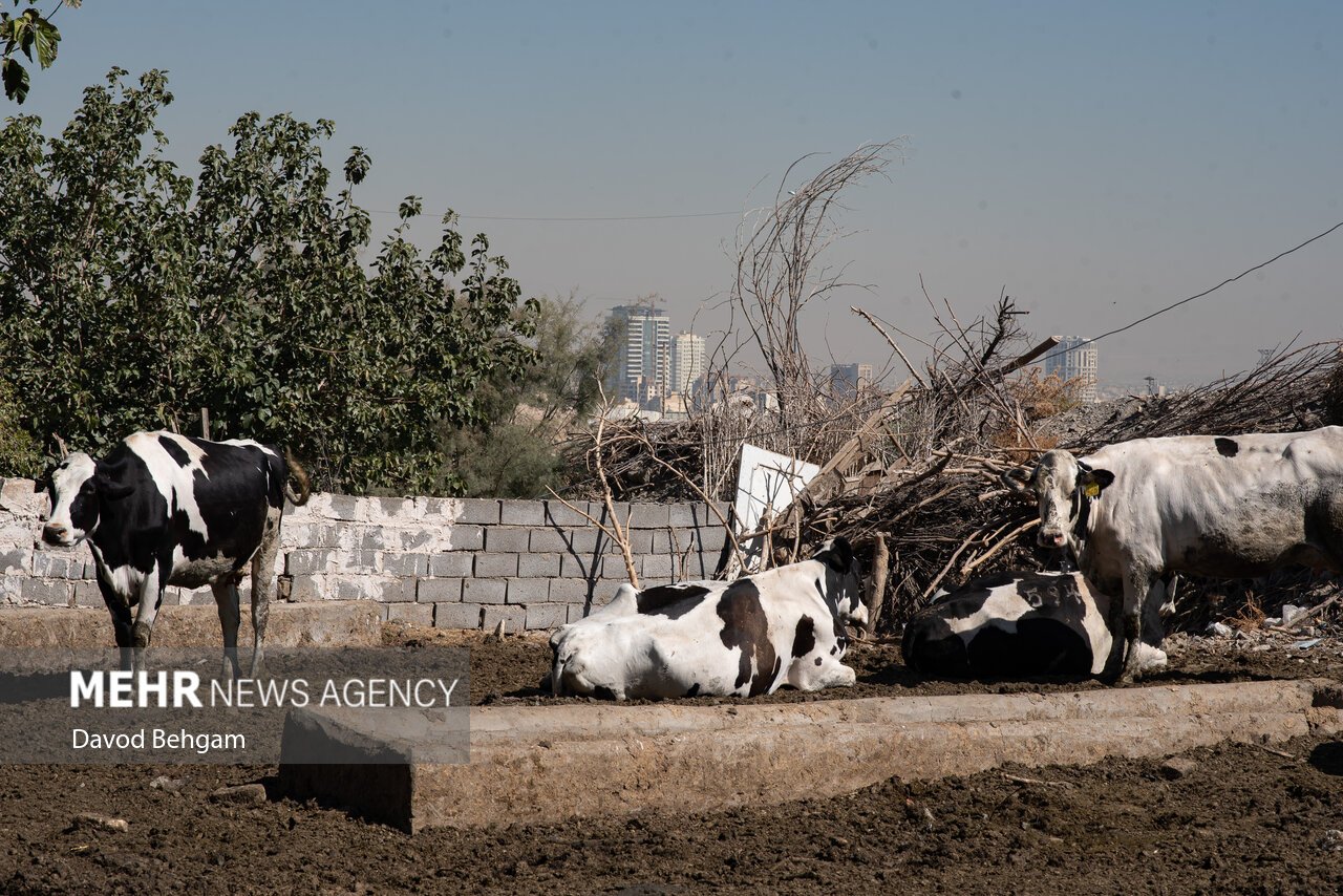 عکس/ روستای چشمه پونه؛ زندگی پشت دیوارهای ترک‌خورده