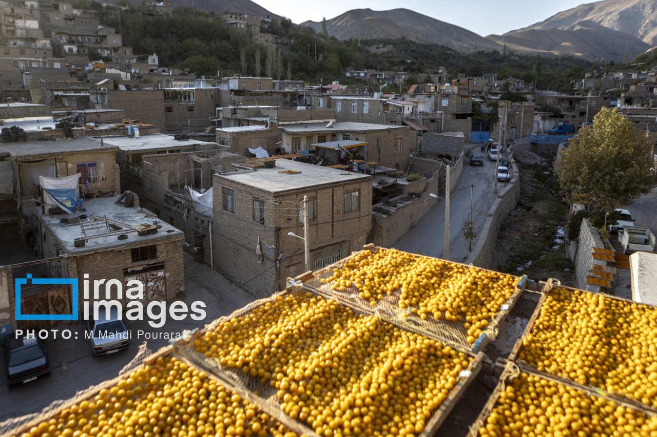 عکس/ خُرو؛ پایتخت آلوی ایران