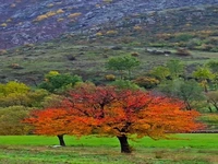 جلوه گری پاییز در دیلمان زیبا