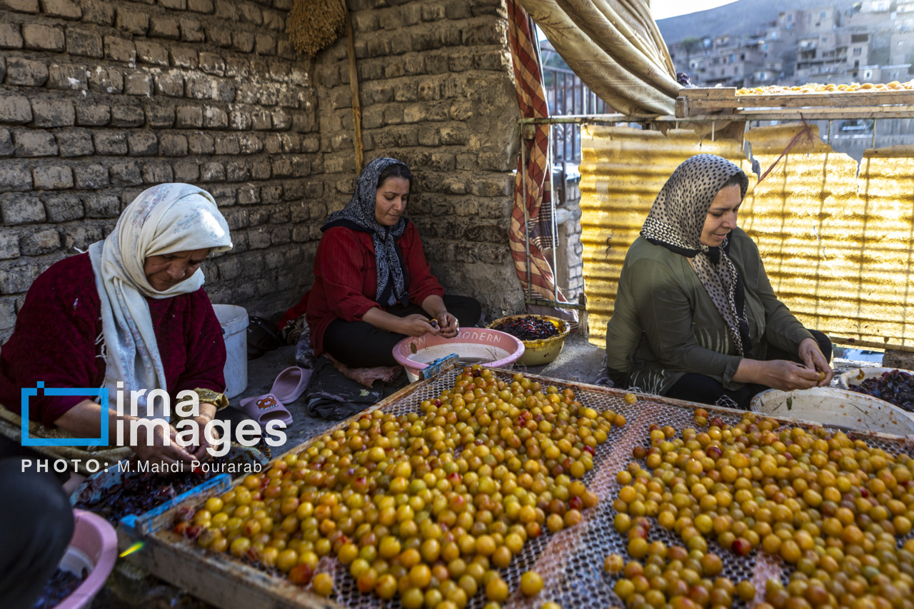 عکس/ خُرو؛ پایتخت آلوی ایران