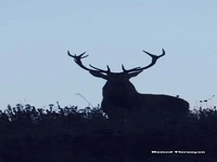«مرال» رعنای جنگل‌های هیرکانی شمال ایران