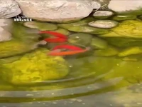 صحنه حیرت‌انگیز نجات ماهی ماده توسط ماهی‌های نر