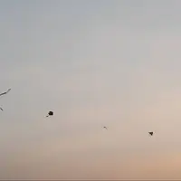 پرواز بادبادک‌ها در آسمان اهواز