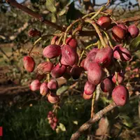  باغ پسته بینالود نیشابور