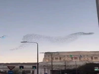 حرکت دسته‌جمعی پرندگان مهاجر