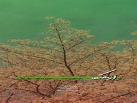 آغاز زندگی حقیقی بشر با ظهور حضرت حجت(عج)
