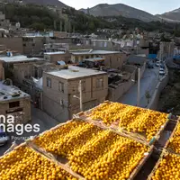 خرو؛ پایتخت آلوی ایران
