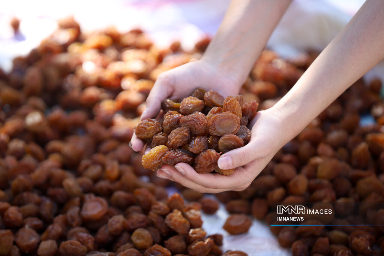 عکس/ برداشت آلو در روستای «حیدره قاضی خان» همدان