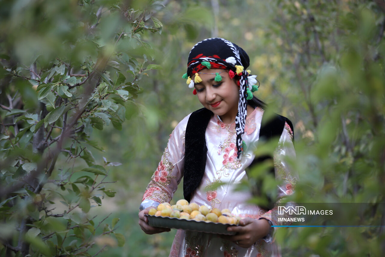 عکس/ برداشت آلو در روستای «حیدره قاضی خان» همدان