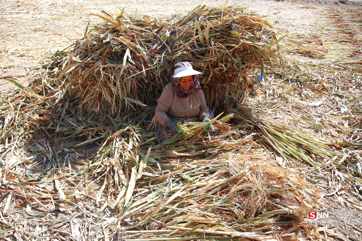 جاروبافی در روستای ملاحسن