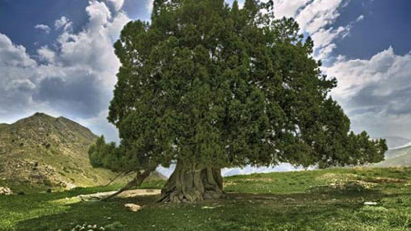 بیش از ۷۳ هزار هکتار جنگل دست‌کاشت در زنجان ایجاد شد