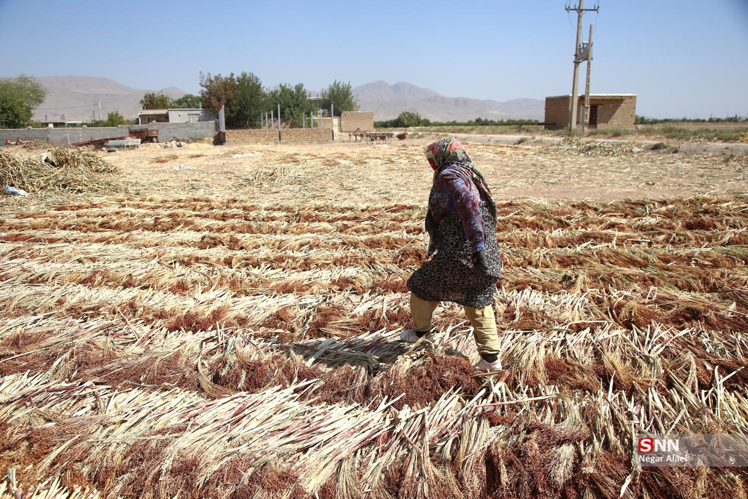 جاروبافی در روستای ملاحسن