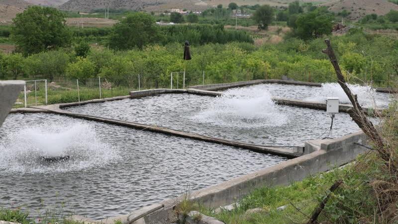 ۲۳۰ میلیارد ریال تسهیلات به مزارع آبزی پروری اردبیل پرداخت شد
