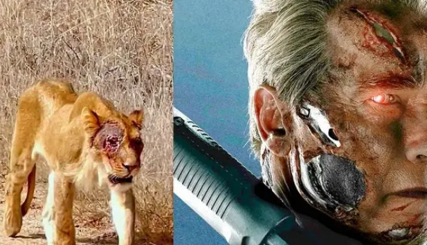 صورت شیر زخمی شبیه «ترمیناتور» شد!