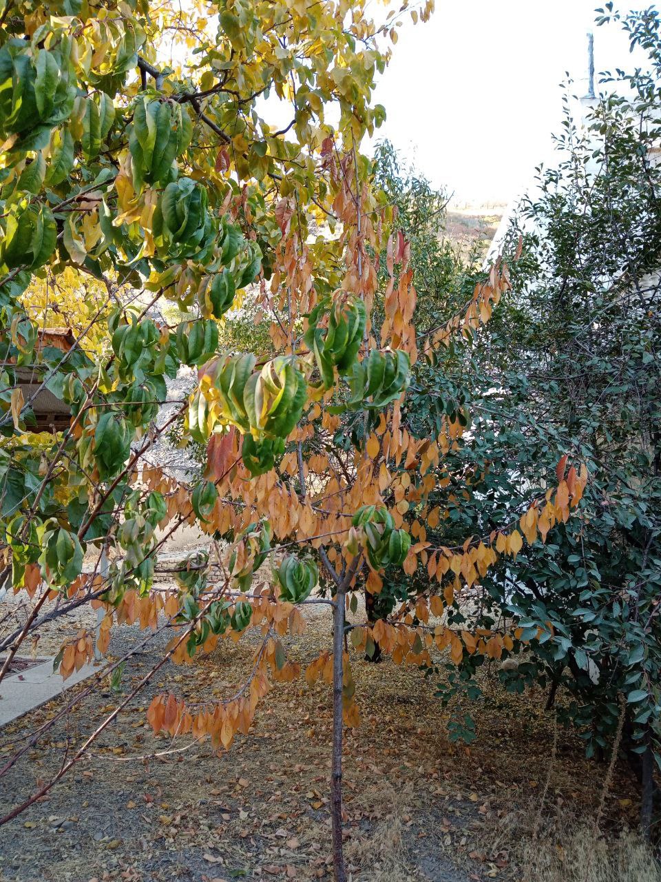 روزهای پاییزی در روستای توریستی مغان