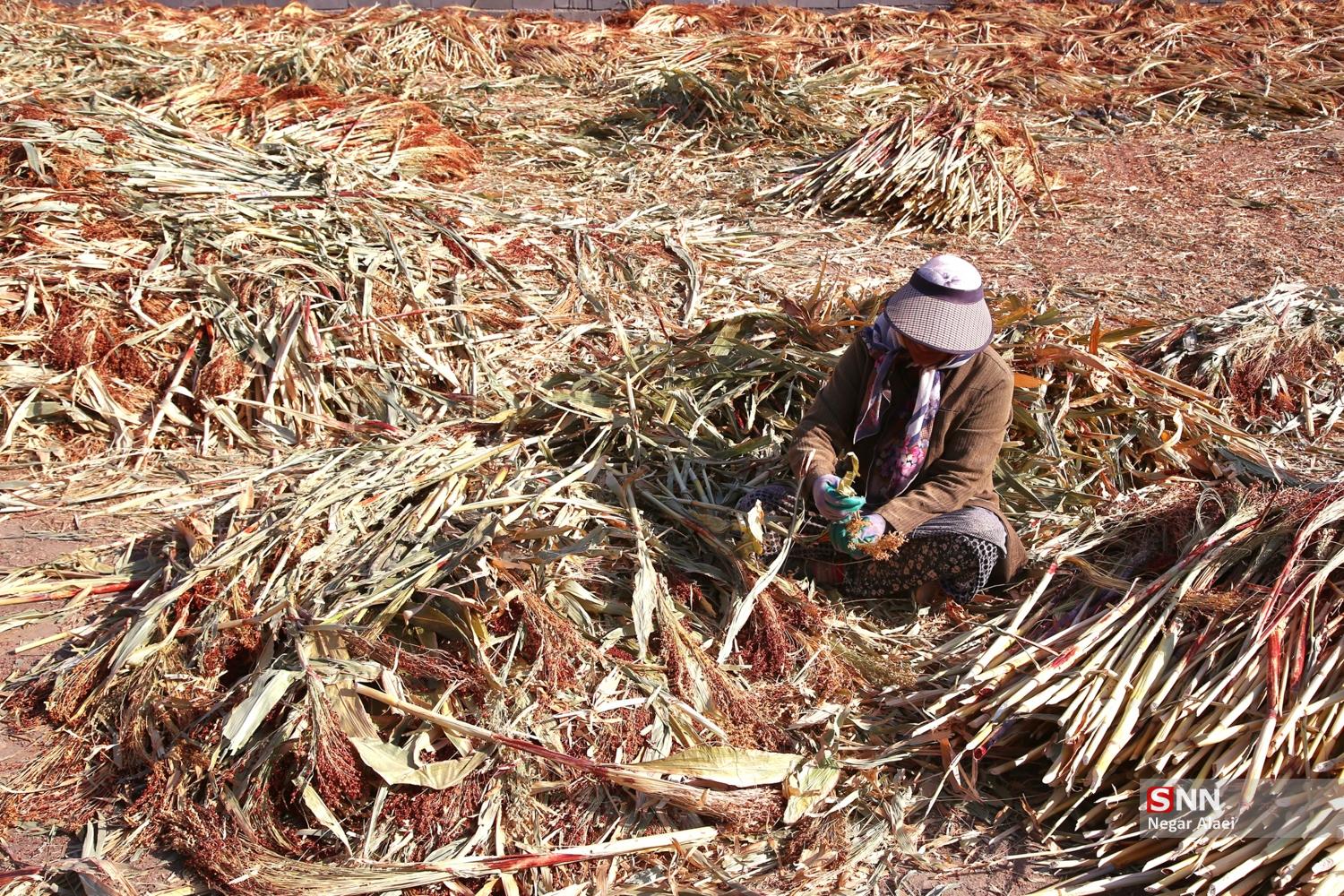 جاروبافی در روستای ملاحسن