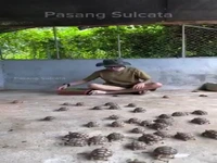 شغل بامزه غذا دادن به لاک پشت ها