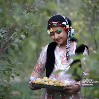عکس/ برداشت آلو در روستای «حیدره قاضی خان» همدان