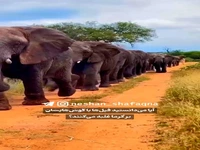 اندام خنک کننده فیل ها